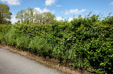 Pippa Hackett: It’s criminal (except it isn’t) that landowners can destroy hedgerows without permission