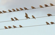 Mass bird deaths caused by alcohol