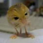 VIDEO: What is this thing?