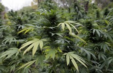 Gardaí seize 800 cannabis plants, arrest five men in Cork