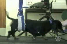 Video: This paralysed sausage dog 'nose' how to walk again