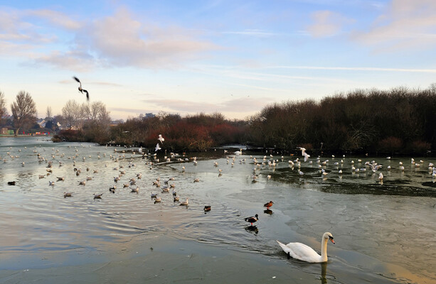 Warnings issued following bird flu outbreak at the Lough wildlife sanctuary in Cork