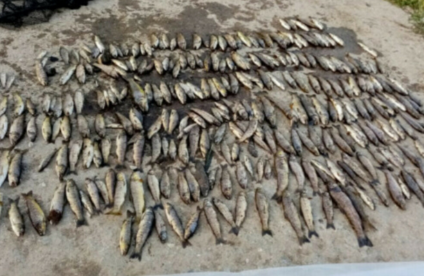 No cause found from probe into death of 32,000 fish in River Blackwater