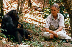 Conservationist and chimpanzee expert Dr Jane Goodall dies aged 91