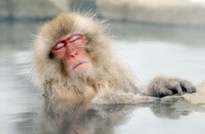 It's Friday, so here's a slideshow of macaques from around the world