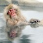 It's Friday, so here's a slideshow of macaques from around the world