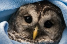 In pictures: Animals who know winter is here