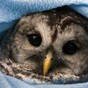 In pictures: Animals who know winter is here