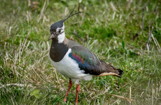 Opinion: Do you know our national bird? We aren't taking nearly enough care of it