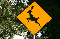 Antlers at dawn: It's deer breeding season so motorists are urged to drive with care