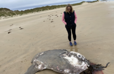 Huge ocean sunfish found washed up off Donegal coast