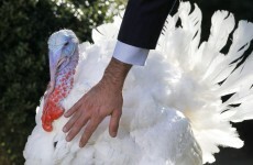 US President pardons a turkey for Thanksgiving