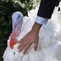 US President pardons a turkey for Thanksgiving