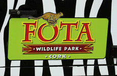 Fota Wildlife Park to remain closed 'until further notice' amid bird flu infections