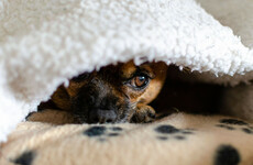 Dog behaviourist: Tips to help your dogs cope with the fireworks and frenzy of Halloween