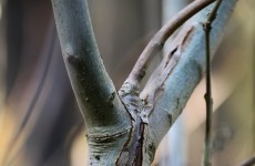 FF calls for strong enforcement of measures to prevent ash dieback spread