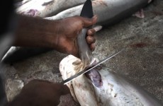 MEPs vote to close loopholes in shark finning ban
