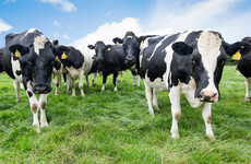 2,000 concerned farmers attended a meeting in a mart on soon to expire nitrates derogation