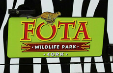 Fota Wildlife Park to remain closed until the end of November as 73 birds euthanised