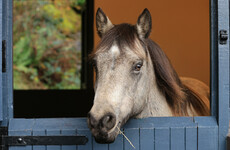 New Connemara Pony Heritage Centre opened to the public