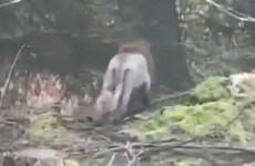 Mystery solved in Co Clare after ‘lion like’ animal turns out to be ‘dog with a fresh haircut’