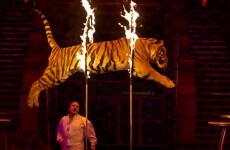 New welfare bill will not ban animals performing in circuses - Coveney