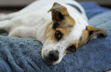 New housing plan seeks to eliminate 'blanket ban’ on pets in tenancy agreements