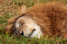 Psychiatrist: Struggle with sleeping? Here are seven tips to help you nod off