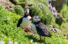 Puffins found nesting on Co Antrim nature reserve for the first time in 25 years