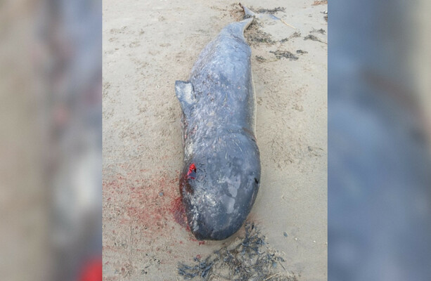 Whale carcass found on Donegal beach identified as Arctic species never before seen in Irish waters