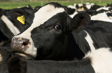 Farmer fears rustlers will return after €30k worth of cattle stolen