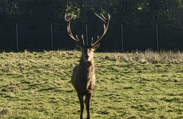 Stag likely beheaded in Dublin parkland so antlers could be used as 'sick trophy'