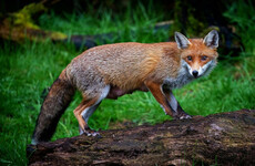 Poll suggests large majority in favour of ban on foxes getting hunted for sport