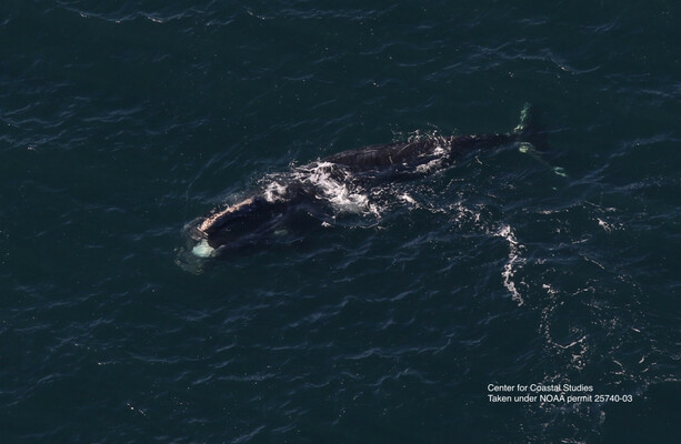 Rare whale seen at Donegal Bay last year spotted nearly 5,000km away close to Boston