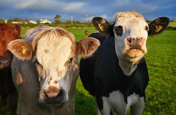 'Bad day for clean water': EU votes to extend Ireland's nitrates derogation by three years