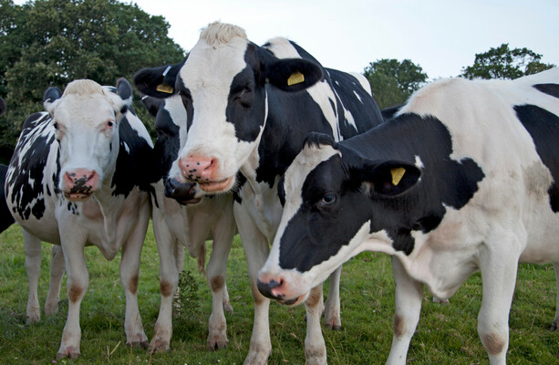 Man charged with theft of 42 cattle worth an estimated €53k remanded in custody