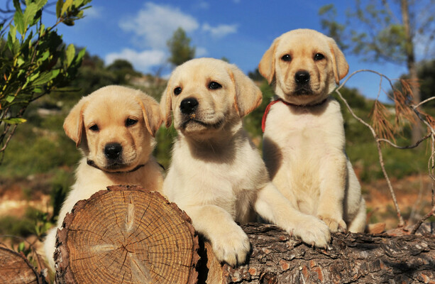 Dáil support for dog welfare Bill and stricter rules for puppy farms