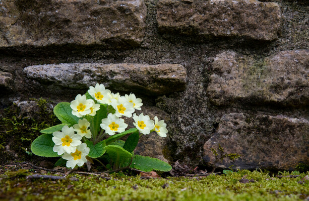 Ireland’s nature heroes: Garden size doesn’t matter - you can do a lot with a little
