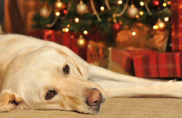 Counsellor: Christmas isn't always merry - here's how to protect your mental health