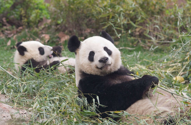 The bearly believable tale of The Late Late Show, two travelling pandas and a China/Ireland spat