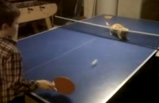 VIDEO: Lonely boy plays cat at tabletennis... and loses