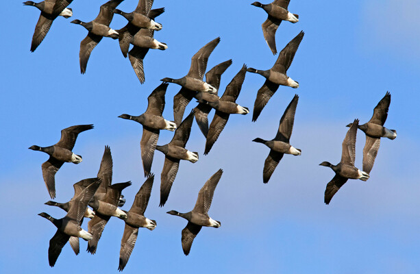 Ireland's nature heroes: The birds that come here because it's winter