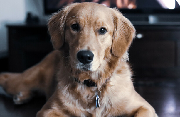 WIN: Think you've got Ireland's cutest dog? Enter our Great Irish Bark Off, we'll be the judge