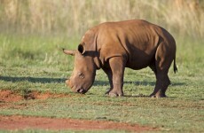 Rhino killings for horns rise rapidly in South Africa