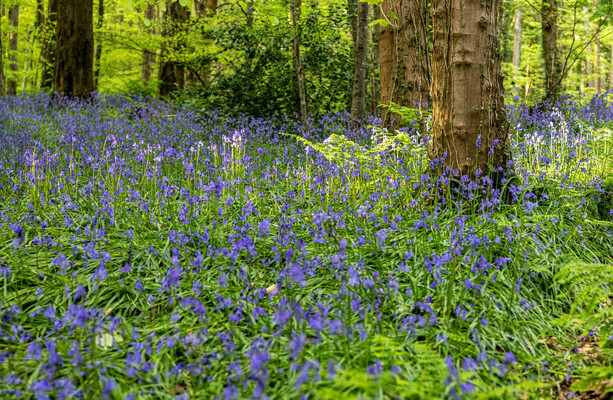 Imbolc: Why regenerative tourism matters, even in an unsettled world