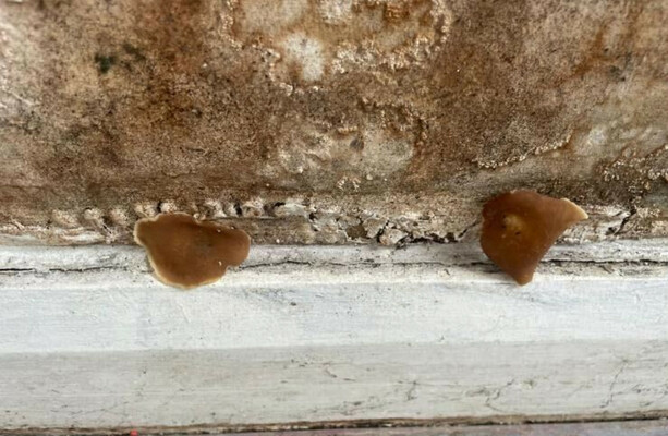 'I feel like I'm failing them': Dublin mother with four kids says council house is 'unliveable'