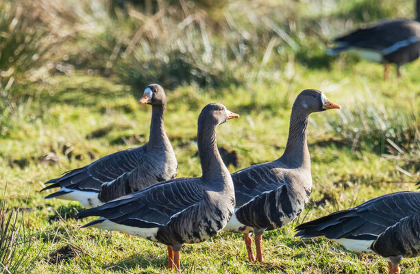 Number of wetland birds visiting Ireland in winter has declined dramatically in last 30 years