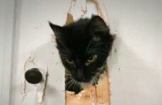 Casablanca, Twilight, The Shining… starring cats
