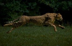 Video: Oh, a cheetah in (slow) motion