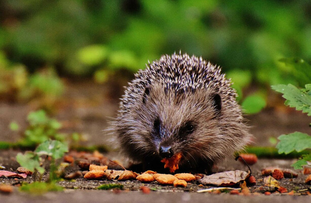 There's a new campaign to save Ireland's 'gorgeous' hedgehogs after a steep decline in numbers